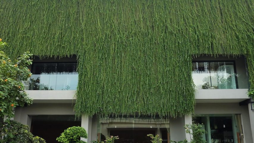 vertical greenery